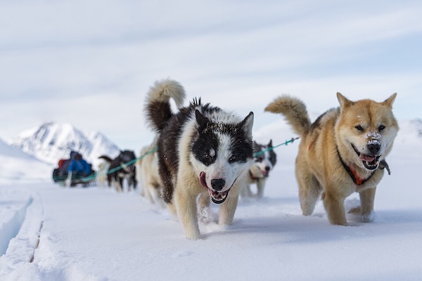 Greenland Dogs