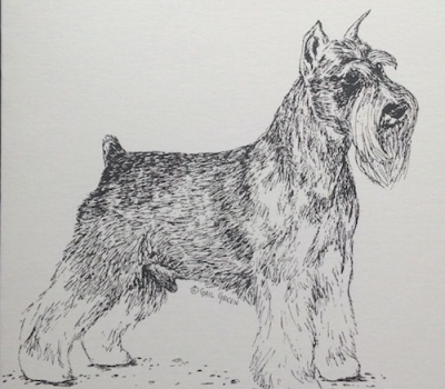 coupling,Structure,length of back,standard schnauzer,old english sheepdog