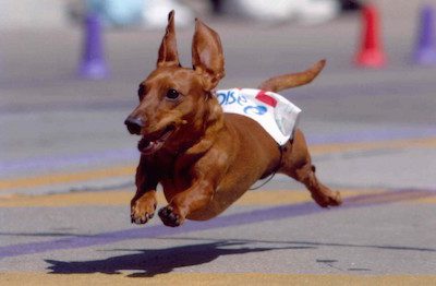 Dachshund,dog race, movies,film,Wiener Dog Nationals.