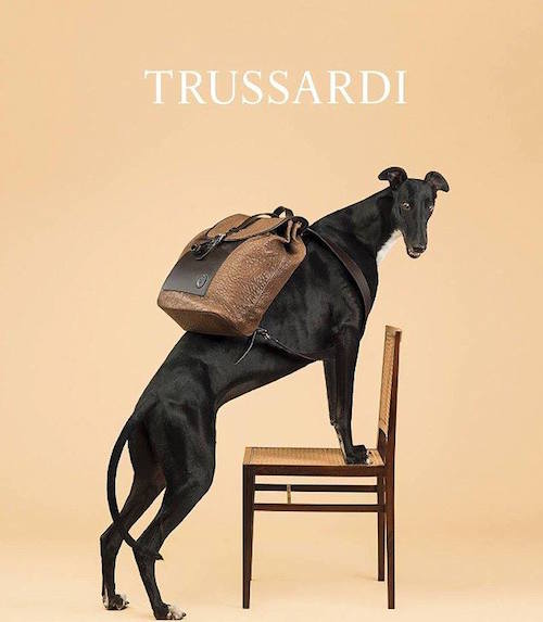Greyhound, Trussardi, advertising, fashion, William Wegman, 