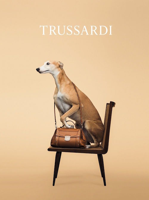 Greyhound, Trussardi, advertising, fashion, William Wegman, 