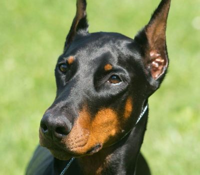 Doberman Pinscher,Tabitha,Not Just Another Pretty Face,bomb detection dog