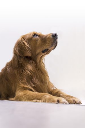 Pink Martini, music,Labrador, Retriever,Lilly,Thomas M. Lauderdale