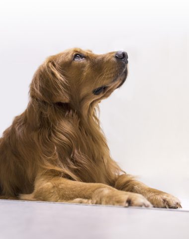 Pink Martini, music,Labrador, Retriever,Lilly,Thomas M. Lauderdale