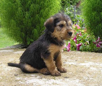 Barak,Bosnian Roughhaired Hound, Barak, Bosnian Coarse Haired Hound, Bosanski Barak,Illyrian Hound