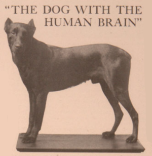 Weimaraner,Doberman Pinscher,Schnauzer, Dog with human brain,Walter A. Dyer