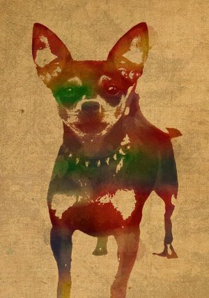 Chihuahua,names,Texas Dog,Arizona Dog