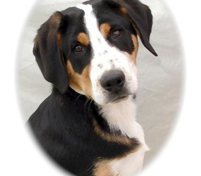 Greater Swiss Mountain Dog,history,