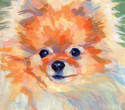 Pomeranian,head,structure,wedge