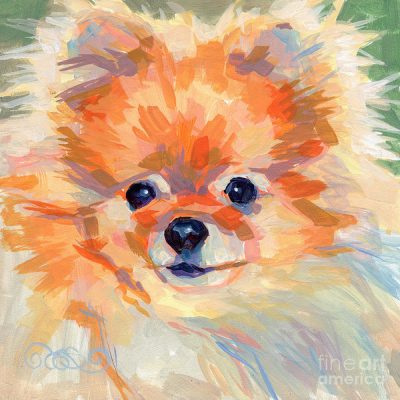 Pomeranian,head,structure,wedge