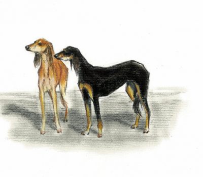 Saluki, Hound of God, al-ḥurr, Bedouin,names