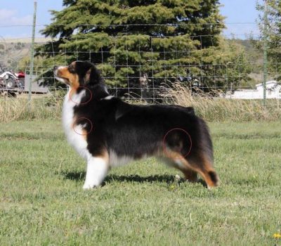 Australian Shepherd,merle,color,coat,cryptic,phantom