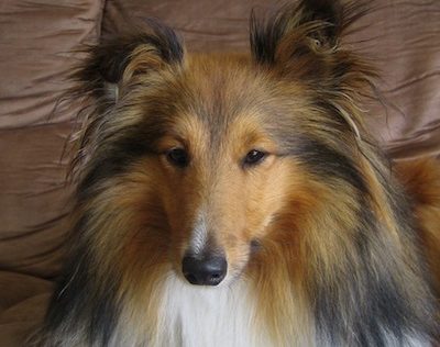 Head breed, head, Sheltie,Shetland Sheepdog,standard,wedge