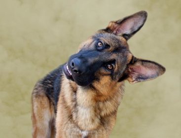 German Shepherd Dog,Phylax Society, Max von Stephanitz,
