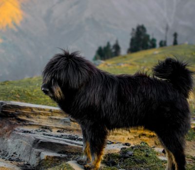 Apso,Lhasa Apso,Tibetan Mastiff,,Tibetan Kyi Apso,Tibetan Bearded Dog. 