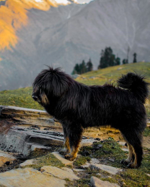 Apso,Lhasa Apso,Tibetan Mastiff,,Tibetan Kyi Apso,Tibetan Bearded Dog.