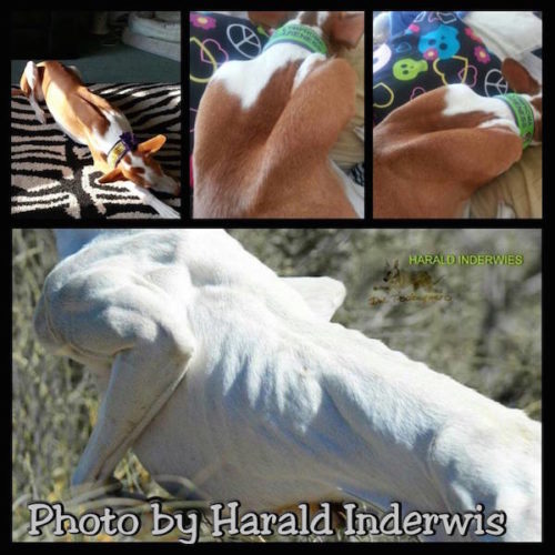 Your Dog's Unique Clavicle