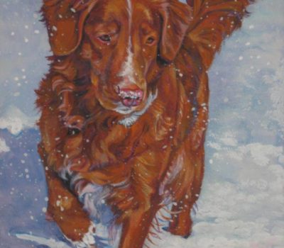 Nova Scotia Duck Tolling Retrieve,color,marking