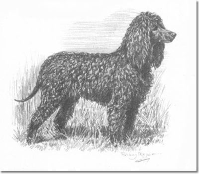 rat tail,Treeing Walker Coonhound,terms,Irish Water Spaniel,American Foxhound