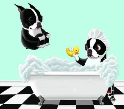 Boston Terrier,American Bull Terrier