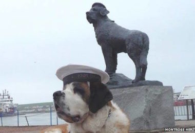 Norwegian Navy,saint Bernard,bamse,war dog,mascot