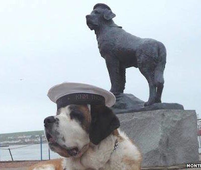 Norwegian Navy,saint Bernard,bamse,war dog,mascot