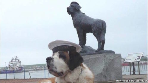 Norwegian Navy,saint Bernard,bamse,war dog,mascot