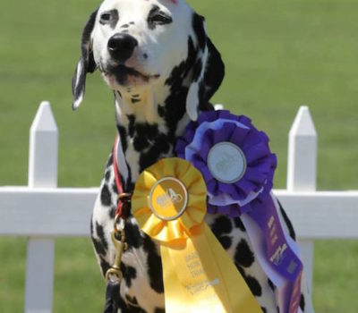 Not Just Another Pretty Face,Dalmatian,Laci,Barn Hunt