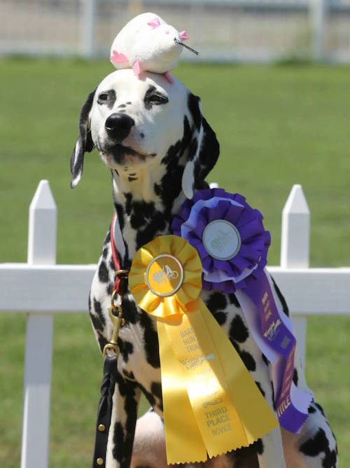 Not Just Another Pretty Face,Dalmatian,Laci,Barn Hunt
