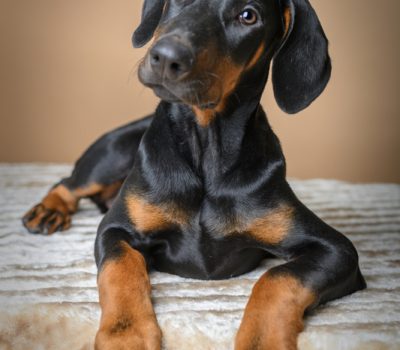 Doberman Pinscher