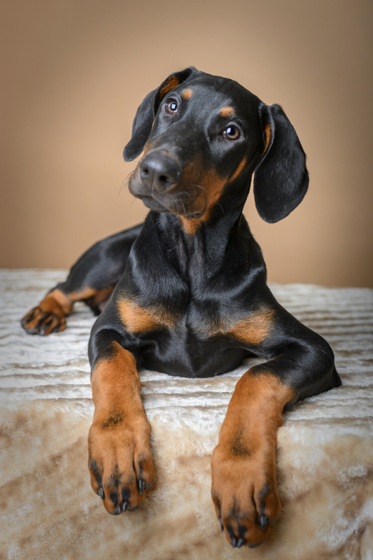 Doberman Pinscher