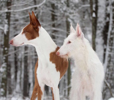 Ibizan Hound, coat, genetics