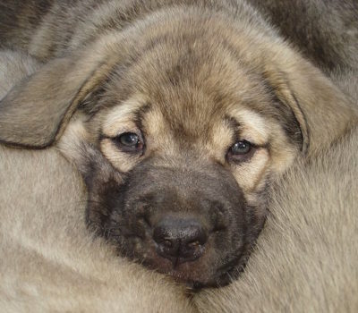 spanish mastiff,Mastin Pesado,Mastin Ligero.