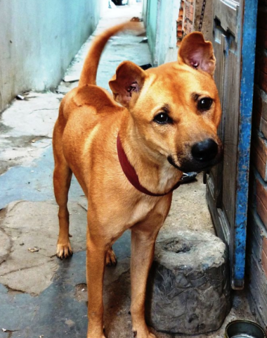 Phu Quoc Dog,Funan Ridgeback Dog,