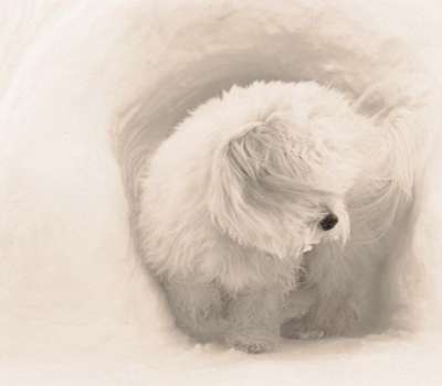 Coton de Tulear, vanilla, Royal Dog of Madagascar