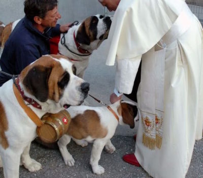 pope,cat,St. Bernard,Saint Bernard,Pope Emeritus Benedict