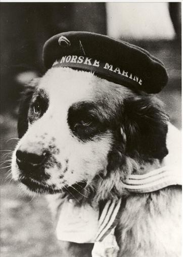 Norwegian Navy,saint Bernard,bamse,war dog,mascot
