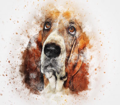 Basset Hound,Woolaston pack,