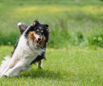 Zoomies,FRAP,Frenetic Random Activity Periods