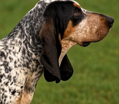 Grand Gascon Saintongeois, Baron Joseph de Carayon-LaTour,Saintongeois Hound,