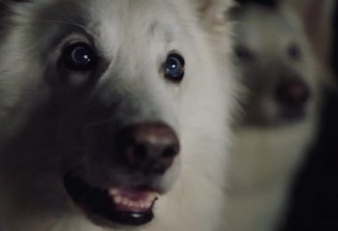 Berger Blanc Suisse, Swiss White Shepherd,German Shepherd Dog,Horand,commerical,advertising,Range Rover,