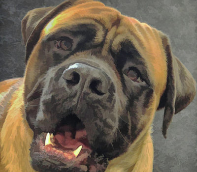 How to Tell if You're Ready For a Mastiff