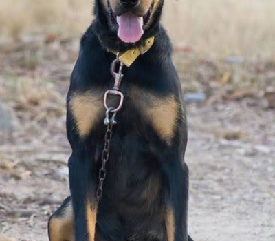 New Zealand Huntaway,New Zealand Sheepdog