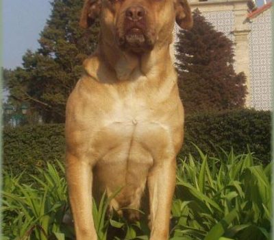 Terceira Mastiff,Terceira Island Watch Dog or Rabo Torto,