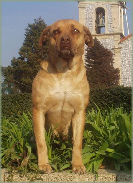 Terceira Mastiff,Terceira Island Watch Dog or Rabo Torto,