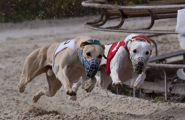Whippet,Greyhound,racing,muzzle,
