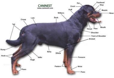 rear,structure,Old English Sheepdog,Rottweiler,Chesapeake Bay Retriever,