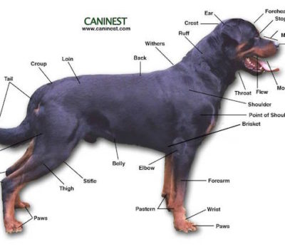 rear,structure,Old English Sheepdog,Rottweiler,Chesapeake Bay Retriever,