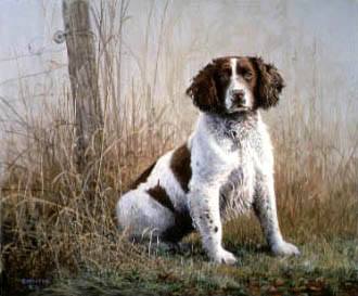 Springer Spaniel, hunting dog,John Gribb