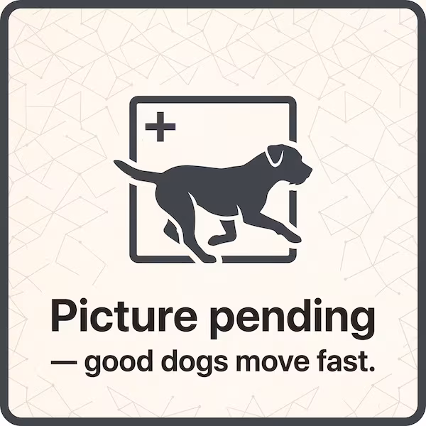 Danish Swedish Farmdog,Dansk-Svensk Gårdshund, Danish Pinscher, Old Danish Fox Terrier, Scanian Terrier, DSF